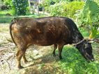 එළදෙන