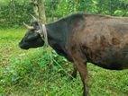 පැටවු දැමීමට ඇති වැස්සියන්