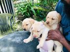 Labrador Retriever Puppies