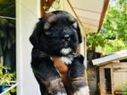 Shih Tzu Terrier Mix Dog