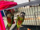 Sunconure Birds