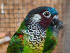 Painted Conure Pair