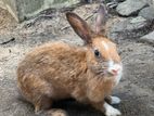 Rabbits
