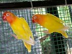 Love Birds