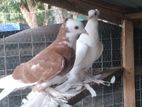 Pigeon
