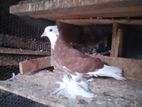 Pigeon