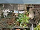 Pair of Breeding Rabbits with Cage