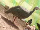 Guinea Fowl