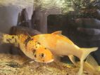 Pair of Koi Carp