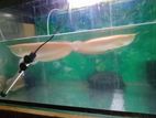 Albino Arowana Fish