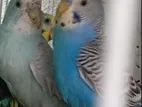 Pair of Love Birds