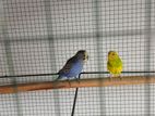 Pair of Love birds with cage