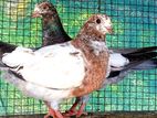 Pigeons
