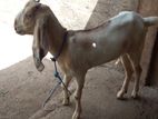 Farm Goats
