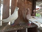 Pakistan Pigeons