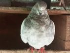 Pakistani Pigeon