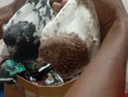 Pakistan Pigeons