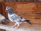 Pakistan Pigeon