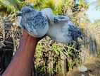 Pakistan Pigeon