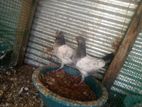 Pakistan Pigeons