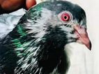 Pakistan Goldan Pigeon