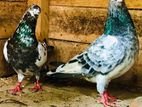 Pigeons
