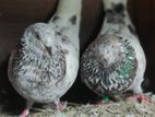 Pigeons Pakistan Pair