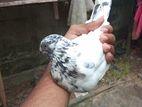 Pakistan Pigeon