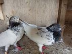 Pakistan Pigeon