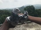 Pakistan Pair Pigeon