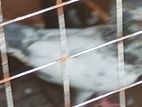 Pakistan Pigeons