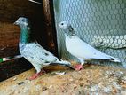 Pigeon