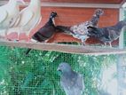 Pakistan Pigeon