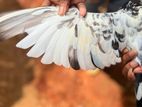Pakistan Pigeon
