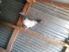 Pakistan Pigeon