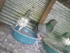 Pigeons