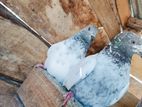 Pakistan pigeon
