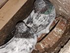 Pakistan Pigeon