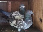 Pakistan Pigeons