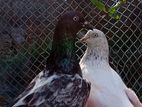 Pakistan Pigeons