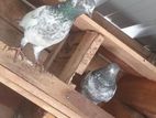 Pakistan Pigeon