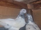 Pakistan Pigeon