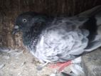 Pakistan Pigeon