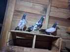 Pigeons