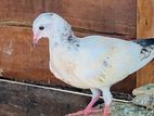 Pakistan Pigeons