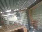 Pakistan Pigeon