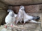 Pakistan Pigeons