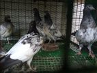 Pakistan Pigeons