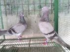 Pakistan Pigeons