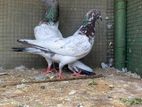 Pakistan Pigeons